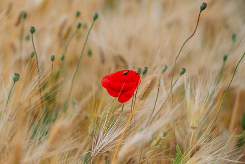 Red Flower in Tilt Shift Lens