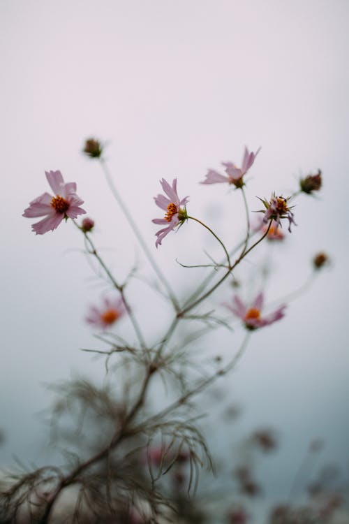 Pink Flowers in Tilt Shift Lens