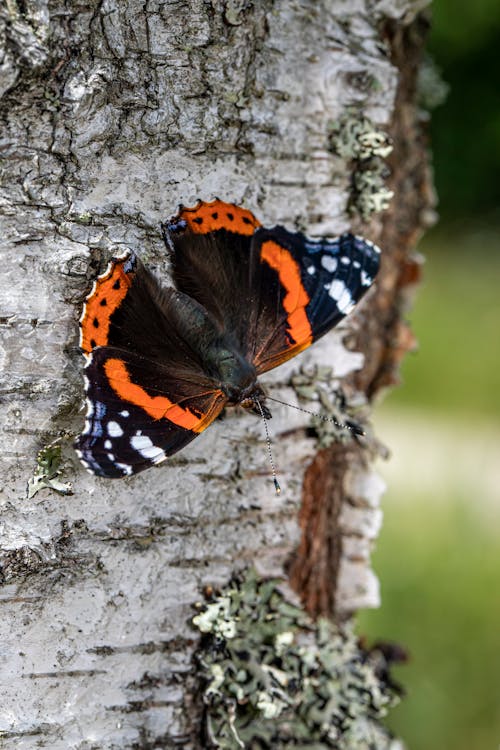 Close-Up Shot of a Black Butterfly Perched on a Tree Trunk