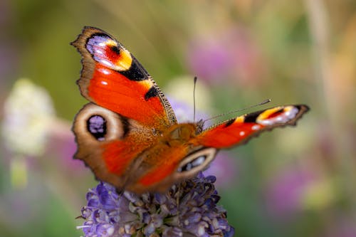 Close-Up Shot of a Peacock Butterfly Perched on a Purple Flower