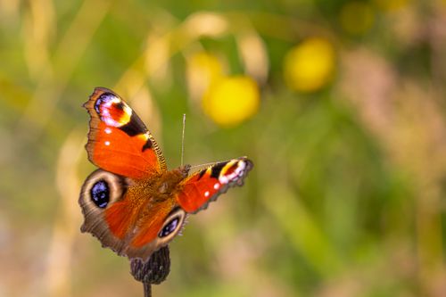 Free Close-up of a stunning peacock butterfly perched on a flower in a sunny garden. Stock Photo