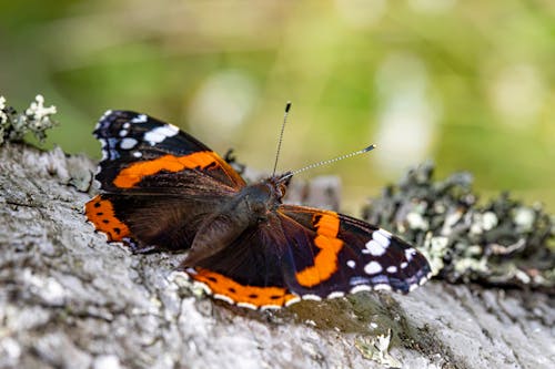 Close-Up Shot of a Black Butterfly Perched on a Tree Trunk