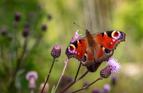 Close-Up Shot of a Peacock Butterfly Perched on a Purple Flower