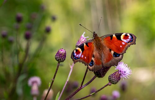 Free Vivid peacock butterfly perched on a purple thistle flower in a natural setting. Stock Photo