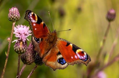 Close-Up Shot of a Peacock Butterfly Perched on a Purple Flower