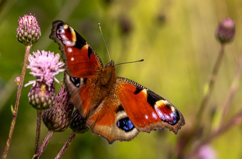 Free Close-up of a vibrant Peacock butterfly perched on purple thistle flowers in a natural setting. Stock Photo