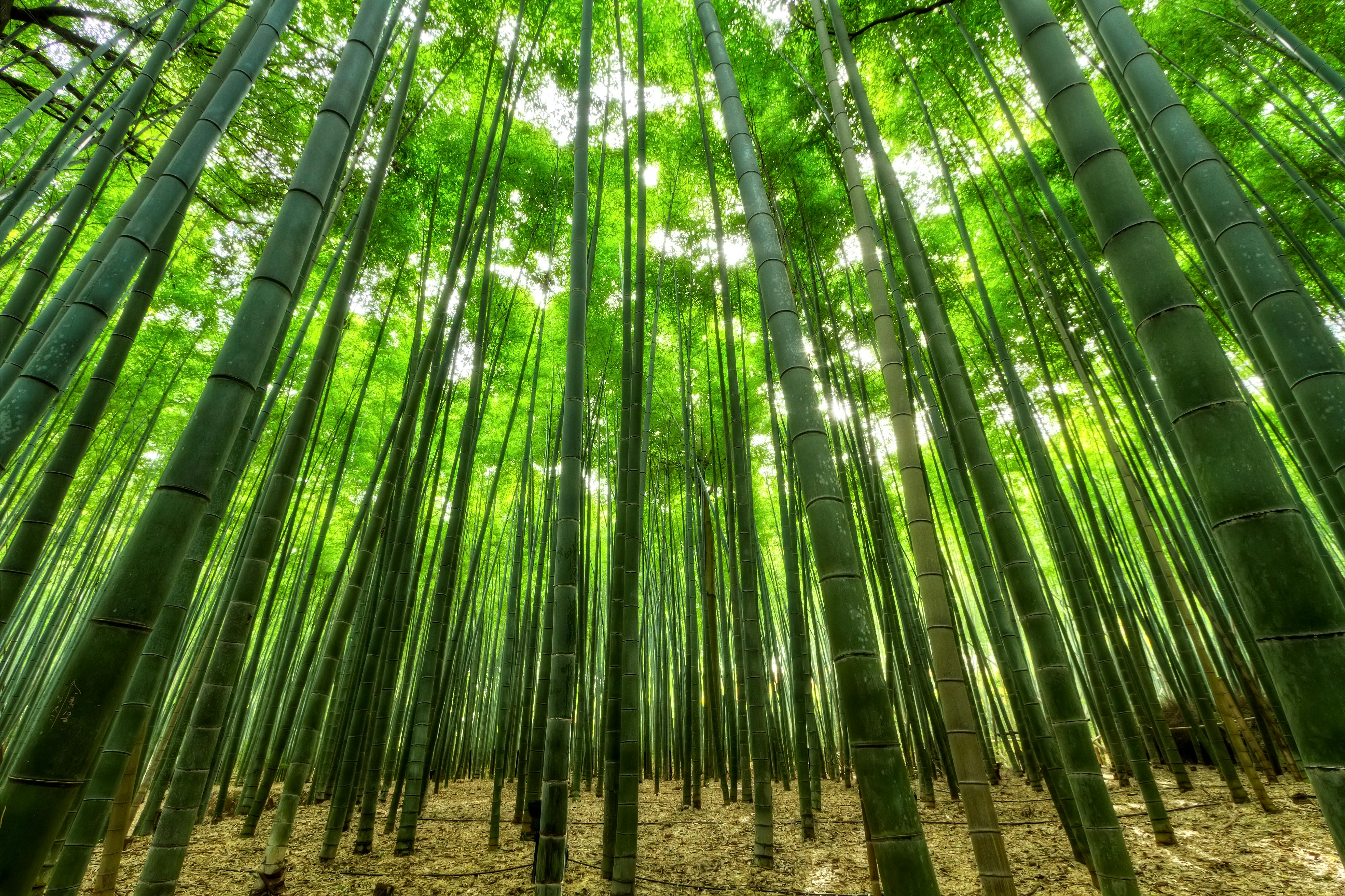 forest of growing bamboo