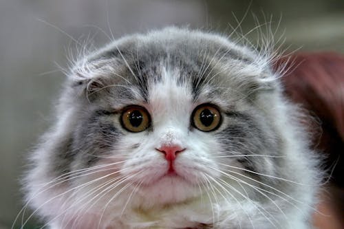 Free Close-Up Shot of a Domestic Long-Haired Cat Stock Photo