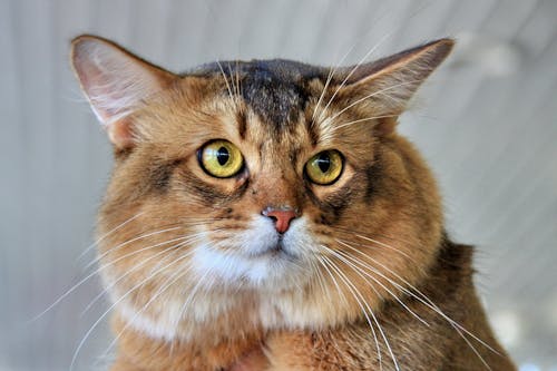 Close-Up Shot of a Brown Domestic Cat