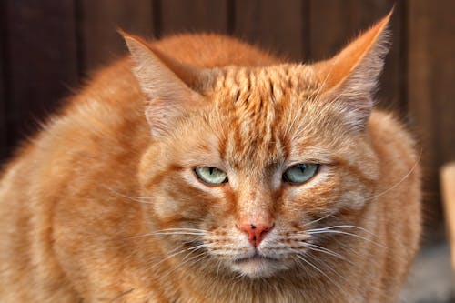 Free Close-Up Shot of an Orange Domestic Cat Stock Photo