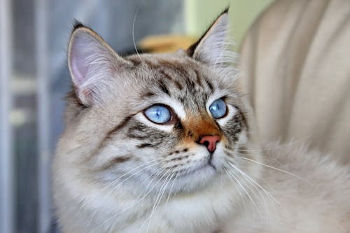 Close-Up Shot of a Gray Domestic Cat