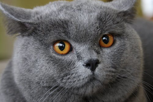 Close-Up Shot of a Russian Cat