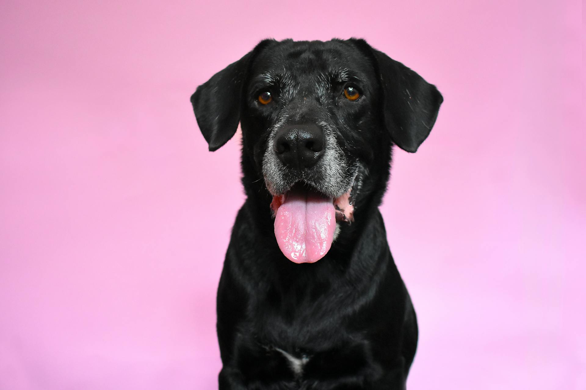 Close-Up Shot of a Black Dog