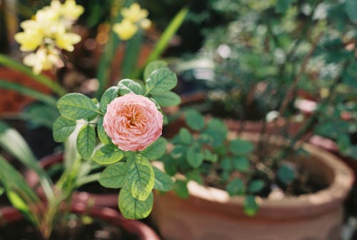 Close-Up Shot of a Pink Rose in Bloom