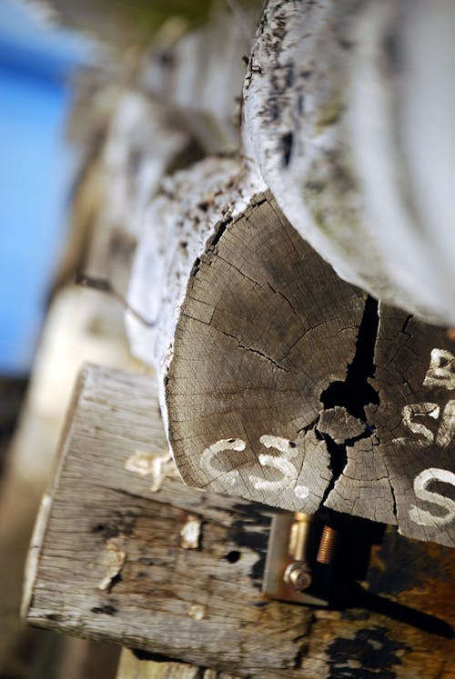 Foto Di Tronchi Di Legno