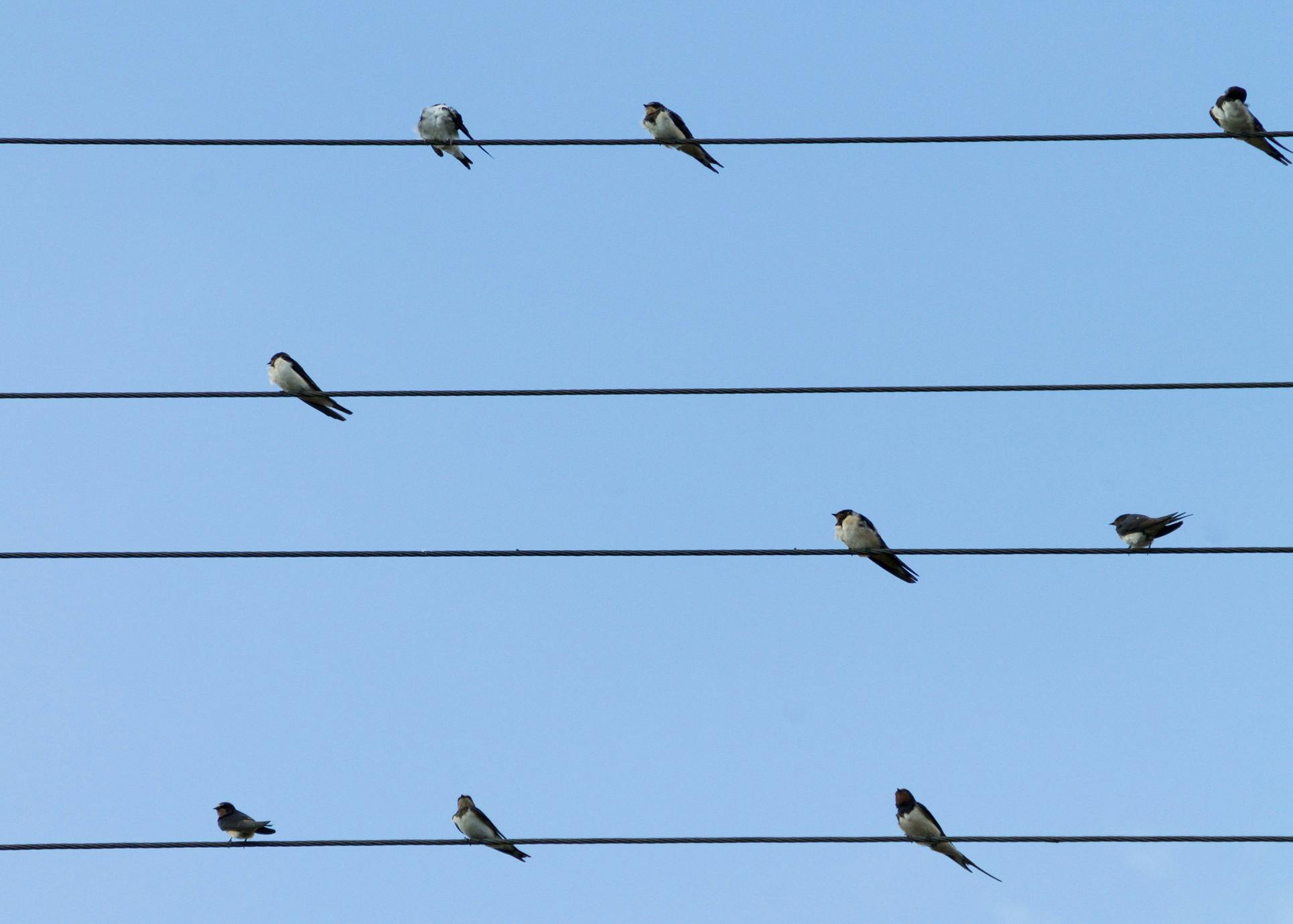 9 Birds Perched on 4 Electric Lanes · Free Stock Photo