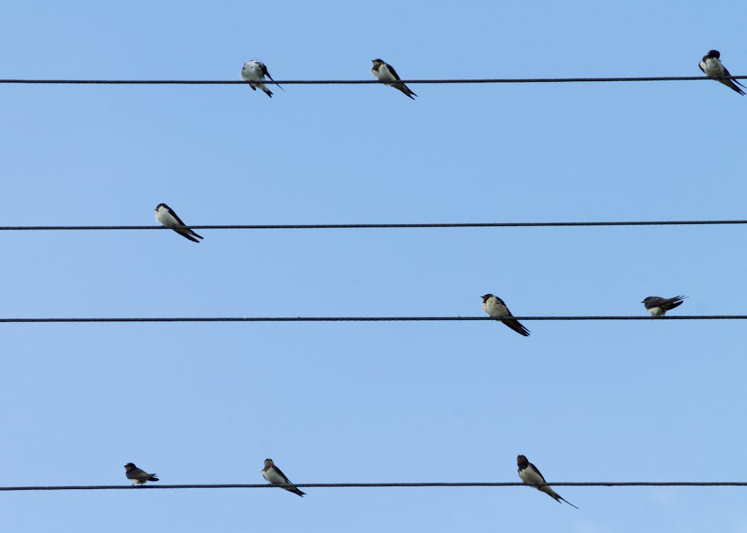 Kostenlos 9 Vögel Auf 4 Elektrischen Fahrspuren Stock-Foto