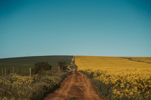 漫步开普敦广阔的黄色花田，捕捉春天宁静的景致
