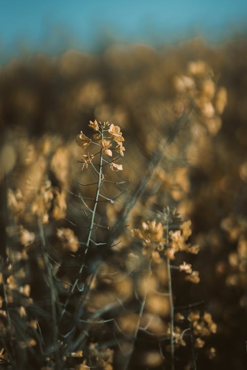 Close-Up Shot of Yellow Spring Flowers