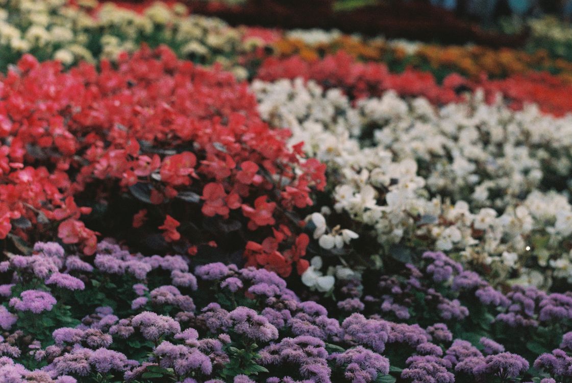 Photo Bloom Close-Up Shot of Flowers in Bloom · Free Stock Photo