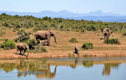 Gray Elephants Near Body of Water during Daytime