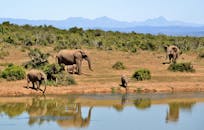 一群非洲象倒映在水坑旁，映出郁郁葱葱的绿色植物和遥远的山脉