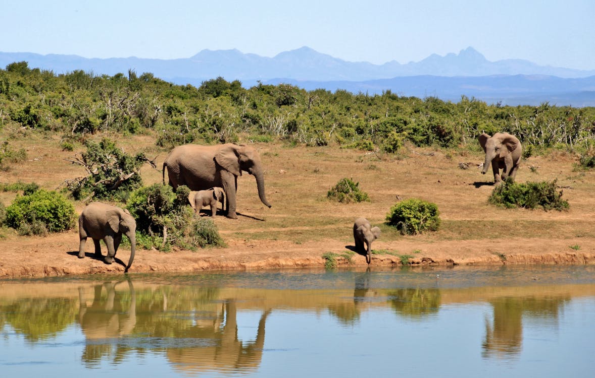 Gratis Elefantes Grises Cerca Del Cuerpo De Agua Durante El Día Foto de stock
