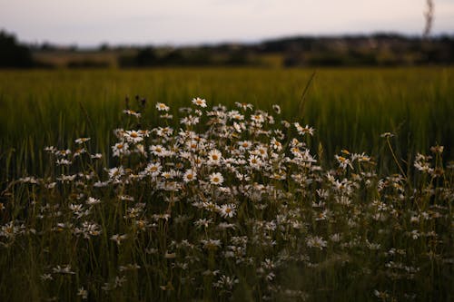 Chamomile Flowers in Bloom