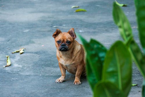 A Brown Bulldog Sitting on the Ground
