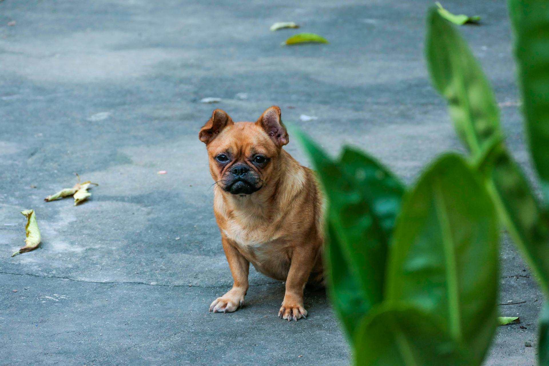 A Brown Bulldog Sitting on the Ground