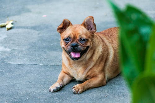 A Muggin Dog Lying on Concrete Ground