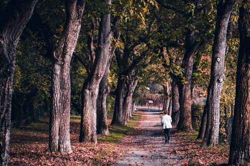 Free A peaceful autumn scene featuring a person walking along a tree-lined pathway, surrounded by vibrant fall foliage. Stock Photo