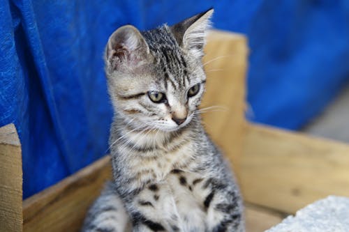 бесплатная Бесплатное стоковое фото с домашнее животное фотография, домашняя кошка, животное Стоковое фото