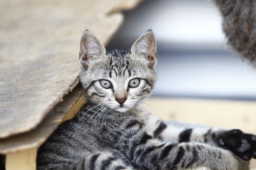 Close-Up Shot of a Gray Tabby Kitten