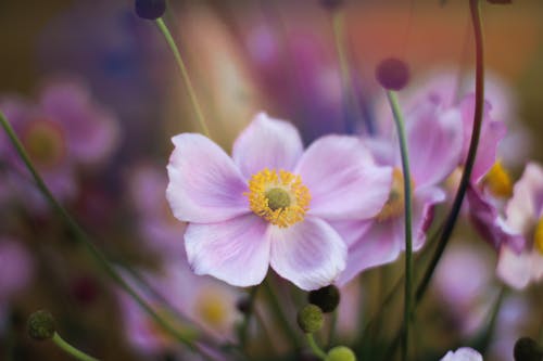 Darmowe zdjęcie z galerii z delikatny, fioletowy kwiat, flora