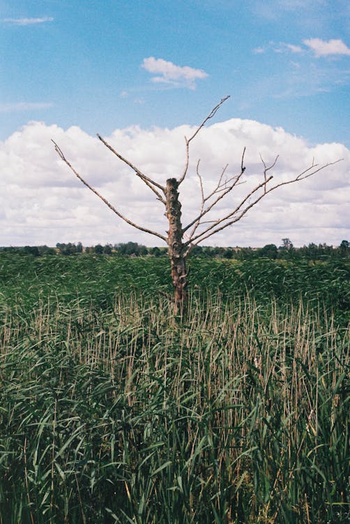 A Bare Tree on a Grassy Field