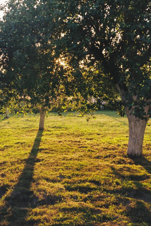 Free Peaceful sunlit field in Polonechka, Belarus, with trees casting long shadows. Stock Photo