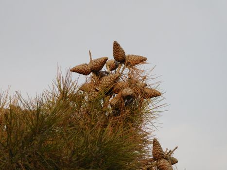 Brown Pine Cones on the Tree