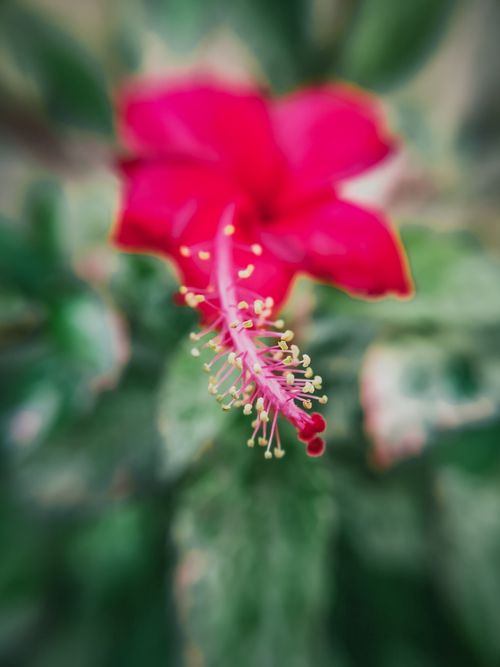 Free A close-up image of a vibrant pink hibiscus flower showcasing its detailed stamen and petals. Stock Photo