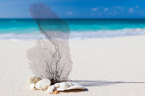 White Stone and Pebbles on Shore Overlooking Sea