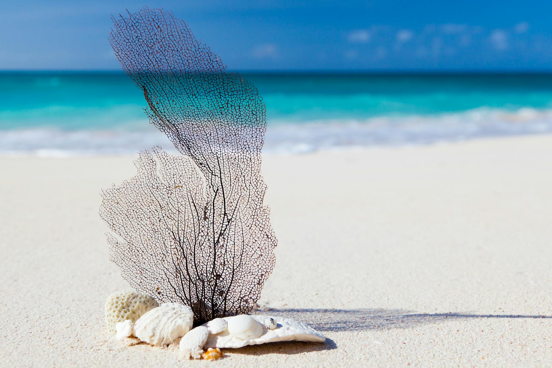 A peaceful beach scene with seashells and coral on white sand by the blue ocean.