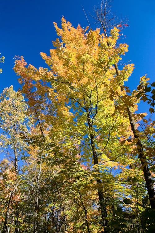 Low-Angle Shot of Trees