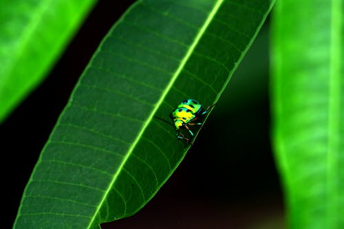 Gratis Fotos de stock gratuitas de disparo macro, fotografía de insectos, hojas verdes Foto de stock