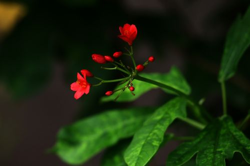 Free Vibrant red flowers set against lush green leaves in detailed macro shot. Stock Photo