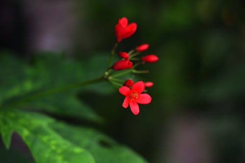 Free Close-Up Shot of Red Flowers in Bloom Stock Photo