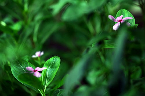 คลังภาพถ่ายฟรี ของ การเจริญเติบโต, กำลังบาน, ดอกไม้สีม่วง