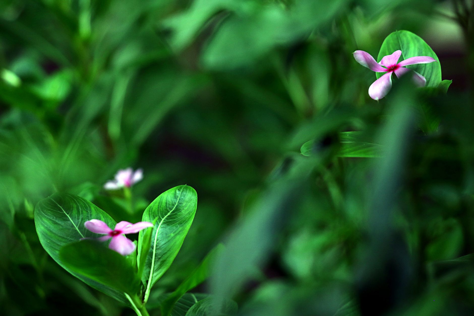 Beautiful close-up of pink vinca flowers amidst lush green foliage in India.