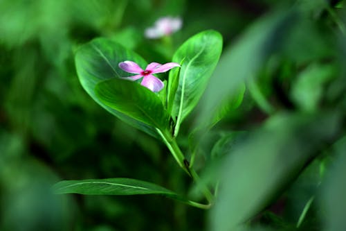 Delicate Flower with Lush Green Leaves