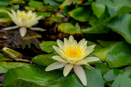 Free Yellow Water Lilly Flowers in Bloom Stock Photo
