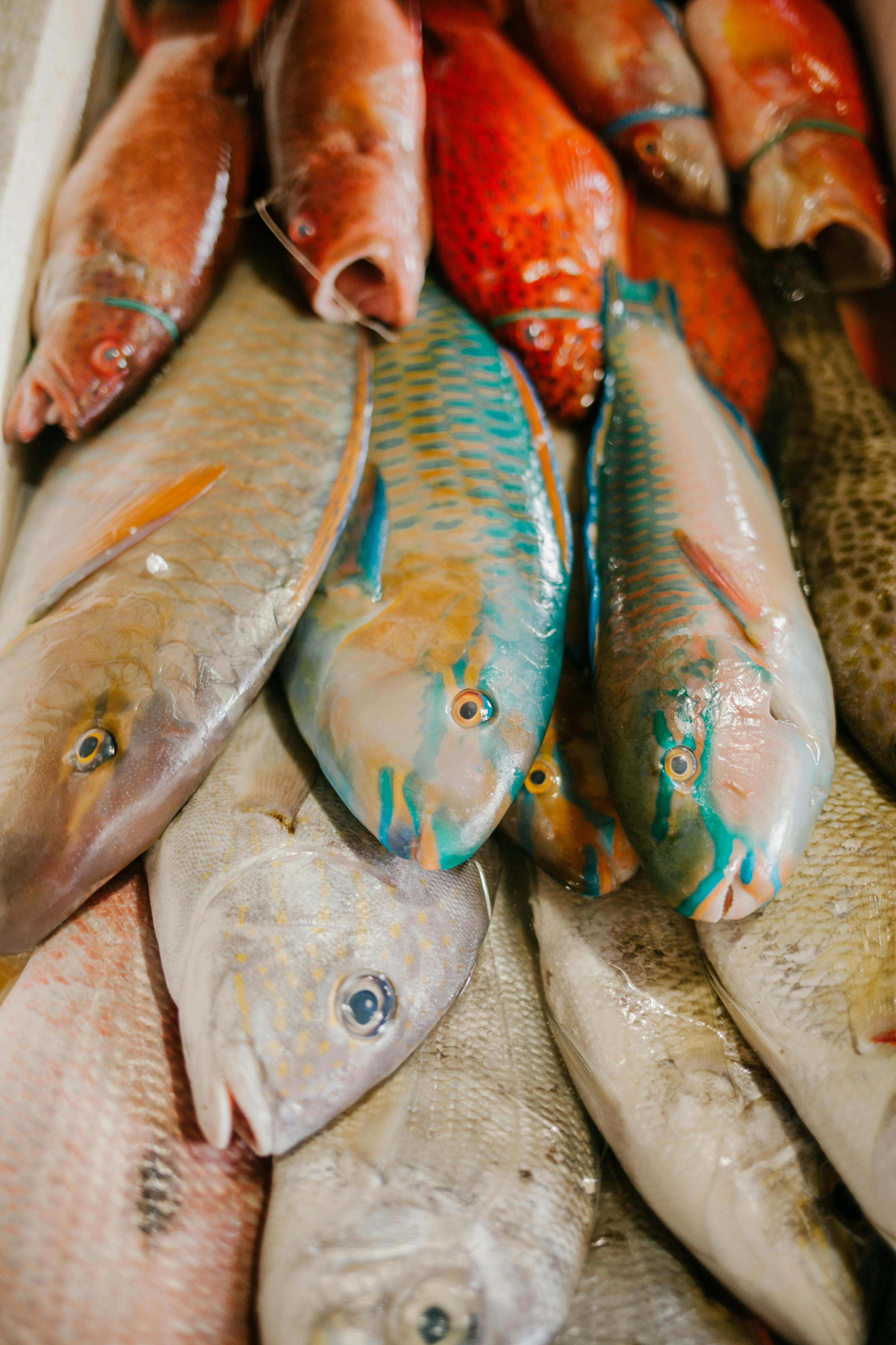 assorted fish in market of seafood